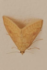 <i>Ostrinia nubilalis</i>