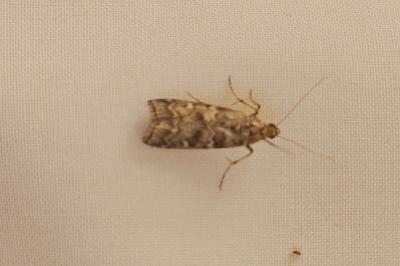<i>Dioryctria</i>