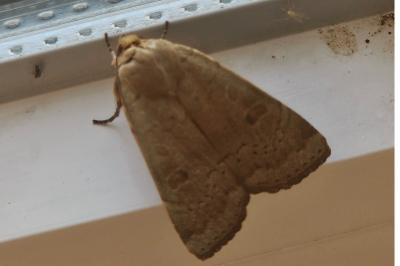 <i>Noctua comes</i>