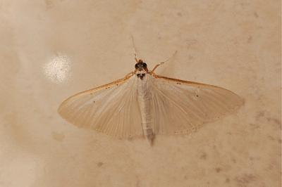 <i>Palpita vitrealis</i>