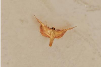 <i>Endotricha flammealis</i>