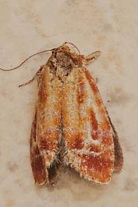 <i>Rhyacionia</i>