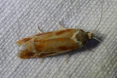 <i>Rhyacionia</i>