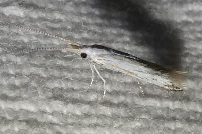 <i>Coleophora</i>