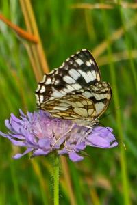 <i>Melanargia galathea</i>