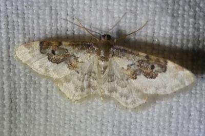 <i>Idaea rusticata</i>