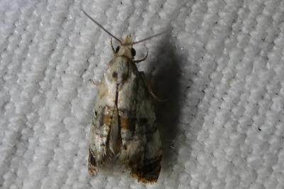 <i>Cochylis</i>