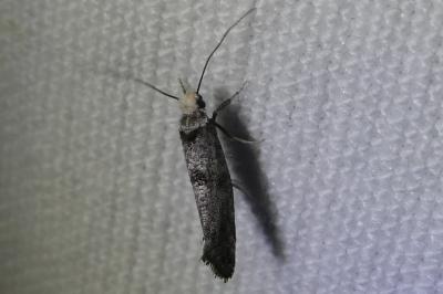<i>Swammerdamia pyrella</i>