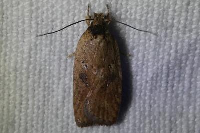 Agonopterix subpropinquella