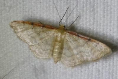 <i>Idaea humiliata</i>