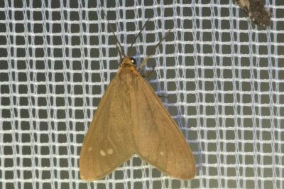 <i>Dysauxes ancilla</i>