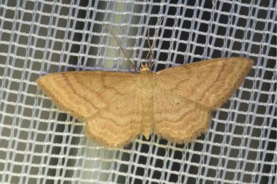 <i>Idaea ochrata</i>