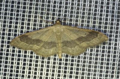<i>Idaea aversata</i>