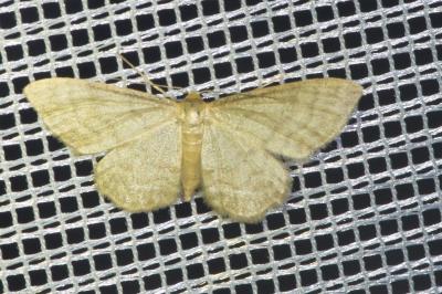 <i>Idaea dilutaria</i>