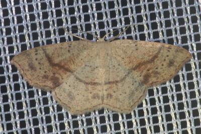 <i>Cyclophora punctaria</i>
