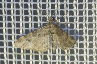 <i>Gymnoscelis rufifasciata</i>