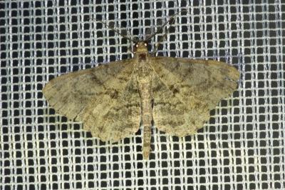 <i>Peribatodes rhomboidaria</i>