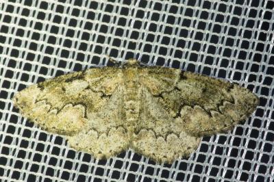 <i>Cleorodes lichenaria</i>