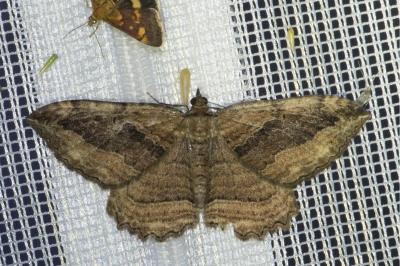 <i>Philereme transversata</i>