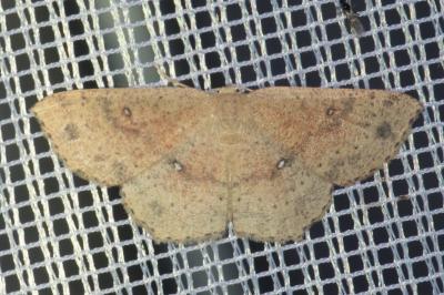 <i>Cyclophora porata</i>