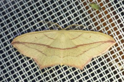 Timandra comae