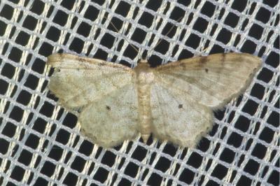 <i>Idaea fuscovenosa</i>