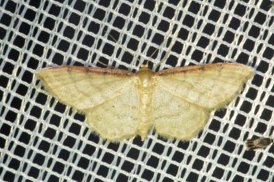 <i>Idaea humiliata</i>