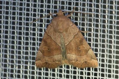 <i>Cosmia trapezina</i>