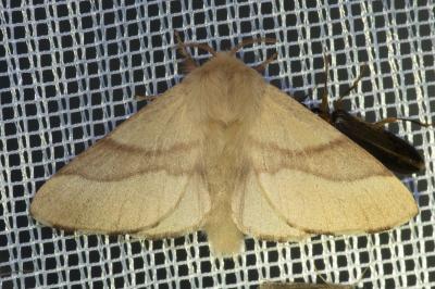 <i>Malacosoma neustria</i>