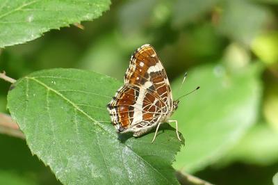 <i>Araschnia levana</i>
