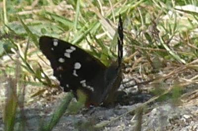 <i>Apatura ilia</i>