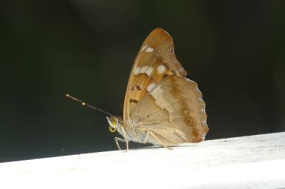 <i>Apatura ilia</i>