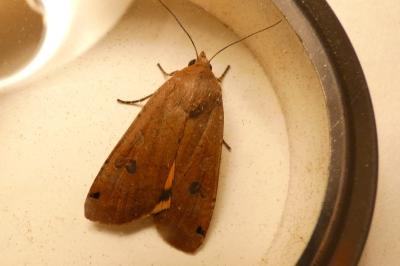 <i>Noctua pronuba</i>