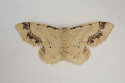 <i>Idaea trigeminata</i>