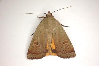 <i>Noctua comes</i>