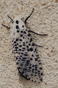 <i>Zeuzera pyrina</i>