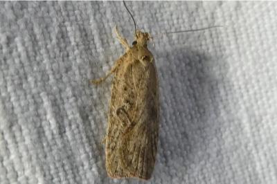 <i>Agonopterix</i>
