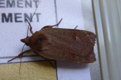 <i>Diarsia rubi</i>