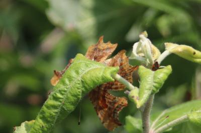 <i>Polygonia c-album</i>