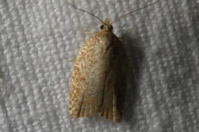 <i>Clepsis consimilana</i>