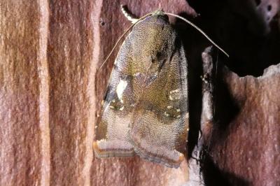 <i>Noctua janthina</i>