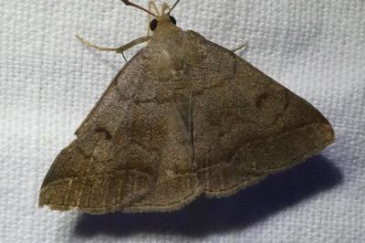 <i>Zanclognatha lunalis</i>