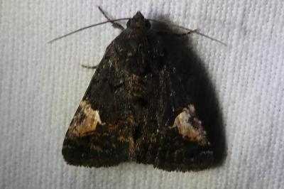 <i>Aedia funesta</i>