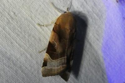 <i>Noctua fimbriata</i>