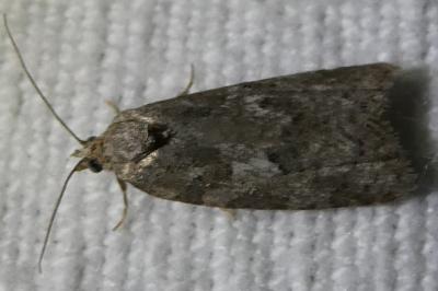 <i>Cnephasia</i>