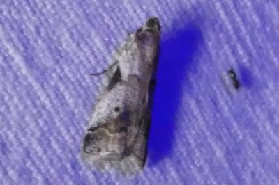<i>Acrobasis fallouella/glaucella</i>
