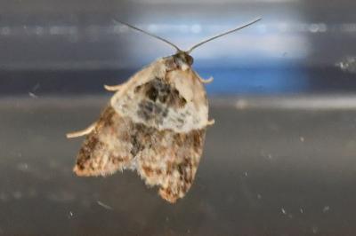 <i>Acleris variegana</i>