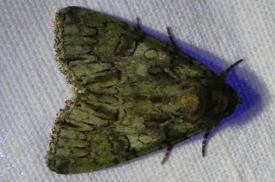 <i>Polyphaenis sericata</i>