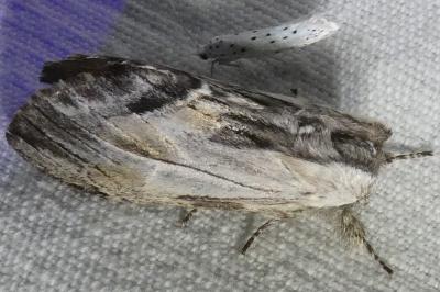 <i>Harpyia milhauseri</i>
