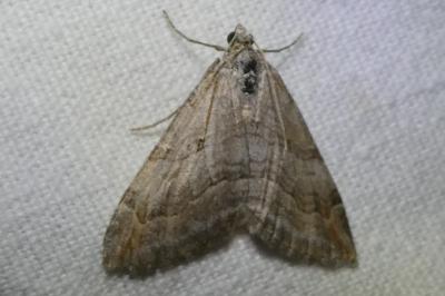 <i>Aplocera efformata</i>
